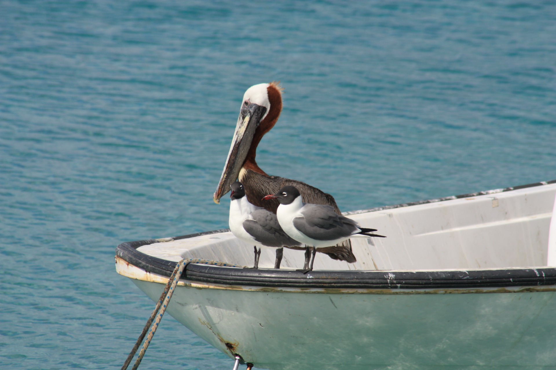Ilha de Bonaire