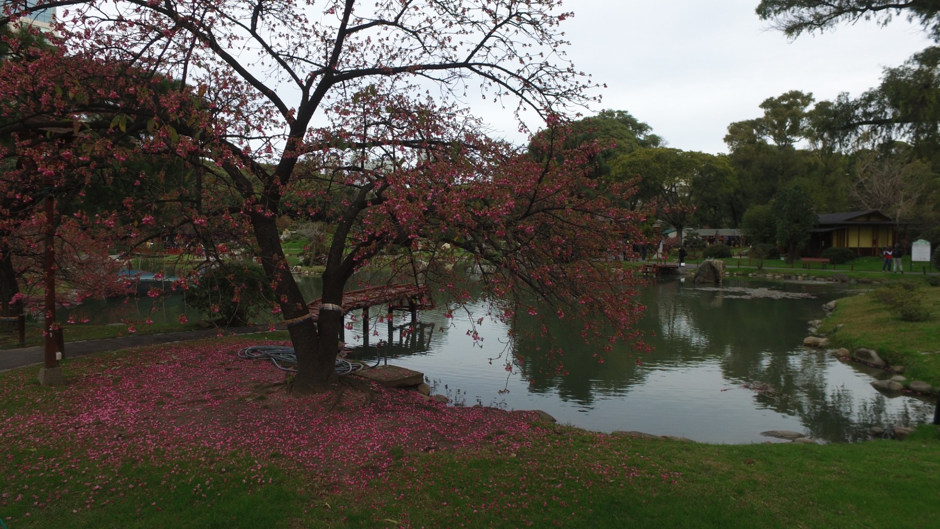 Jardim japonês em Buenos Aires