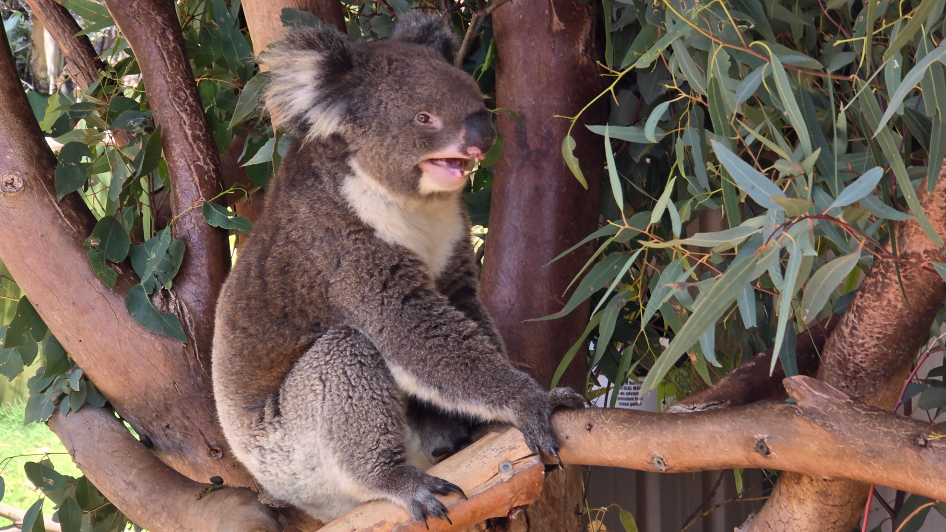 Fomos ver os cangurus na Austrália em Caversham Wildlife Park