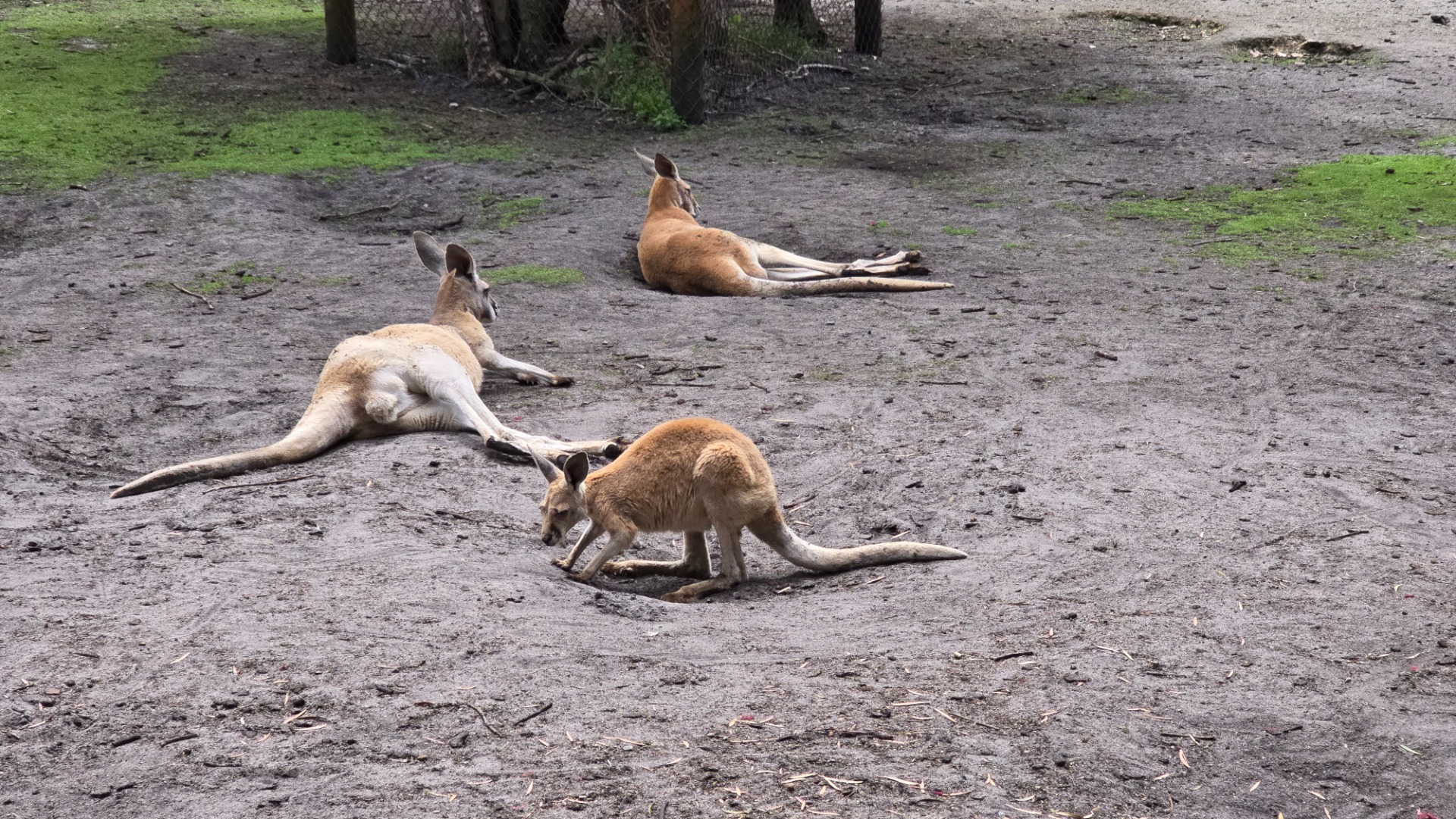 Fomos ver os cangurus na Austrália em Caversham Wildlife Park
