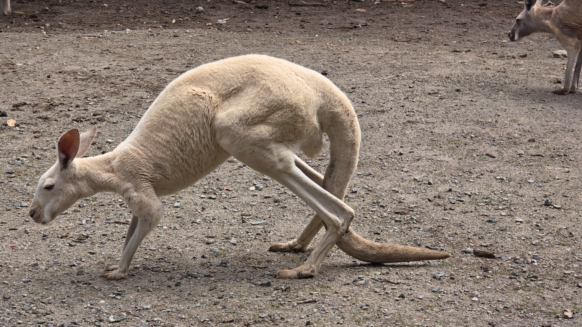 Fomos ver os cangurus na Austrália em Caversham Wildlife Park