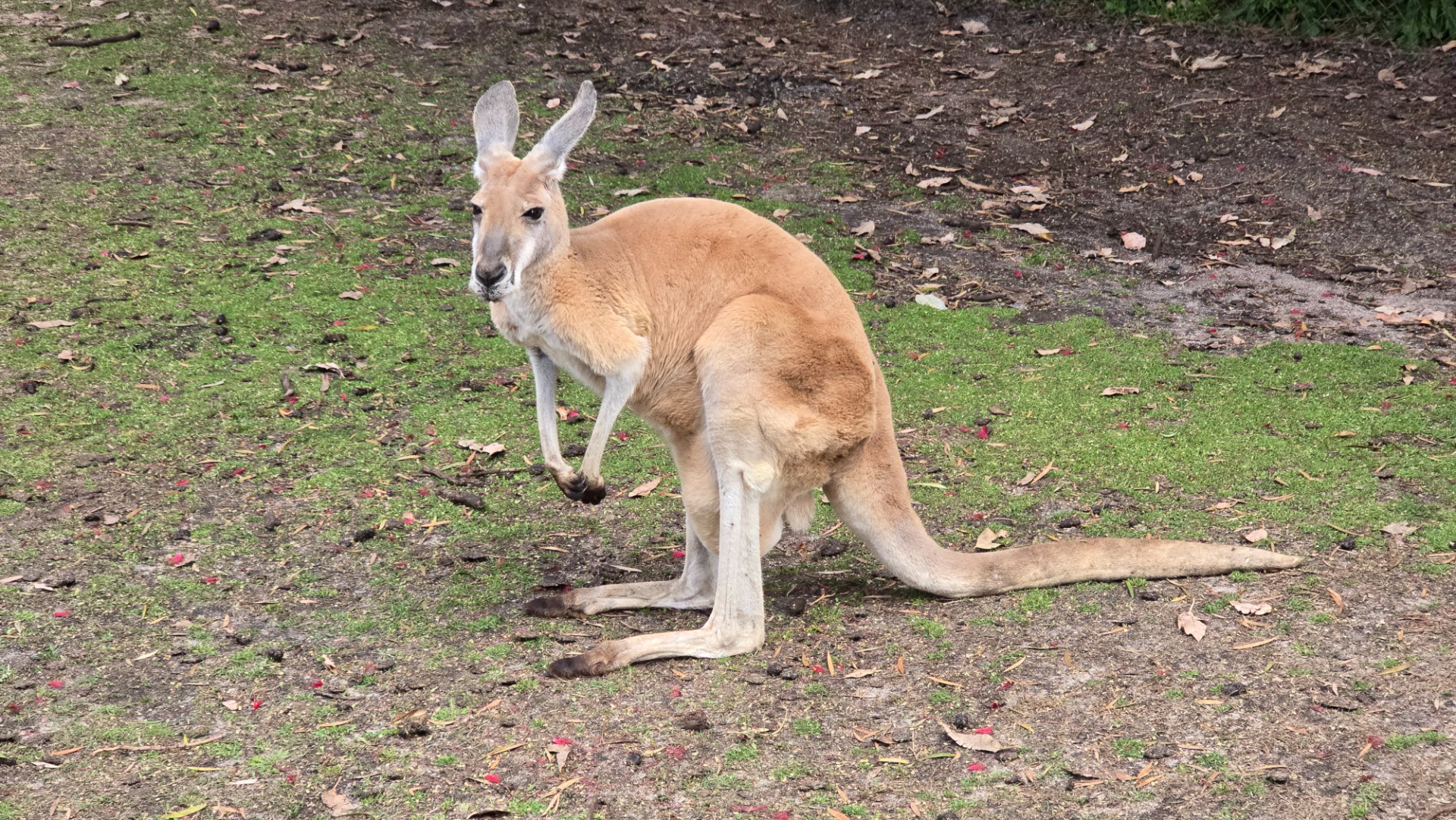 Fomos ver os cangurus na Austrália em Caversham Wildlife Park