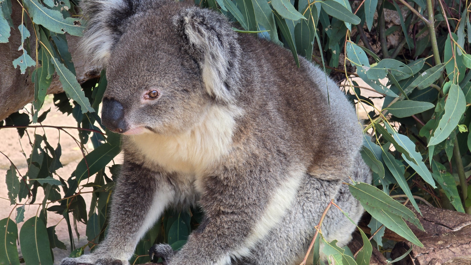 Fomos ver cangurus e coalas na Austrália em Caversham Wildlife Park
