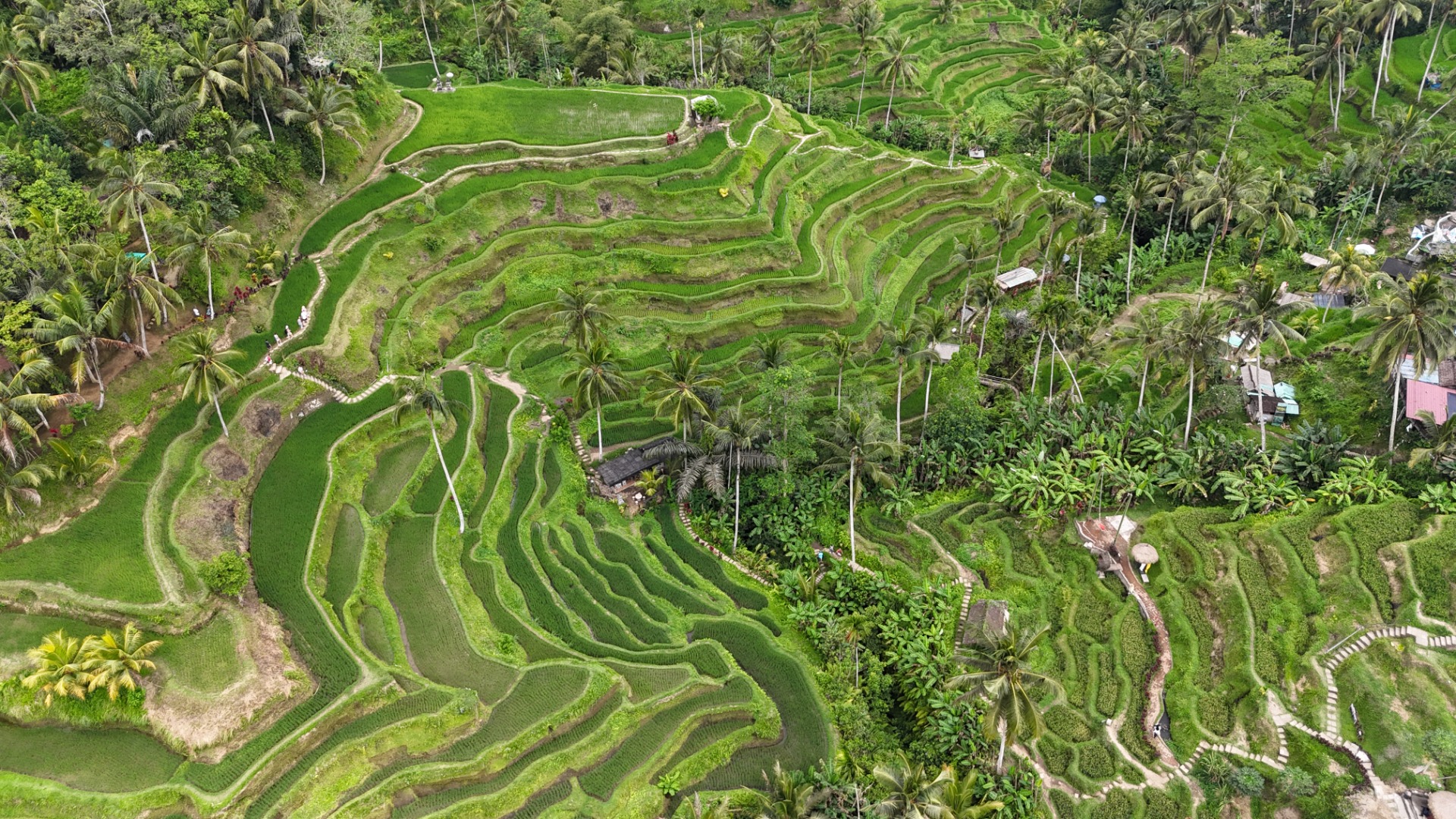 Plantações de arroz de Ubud