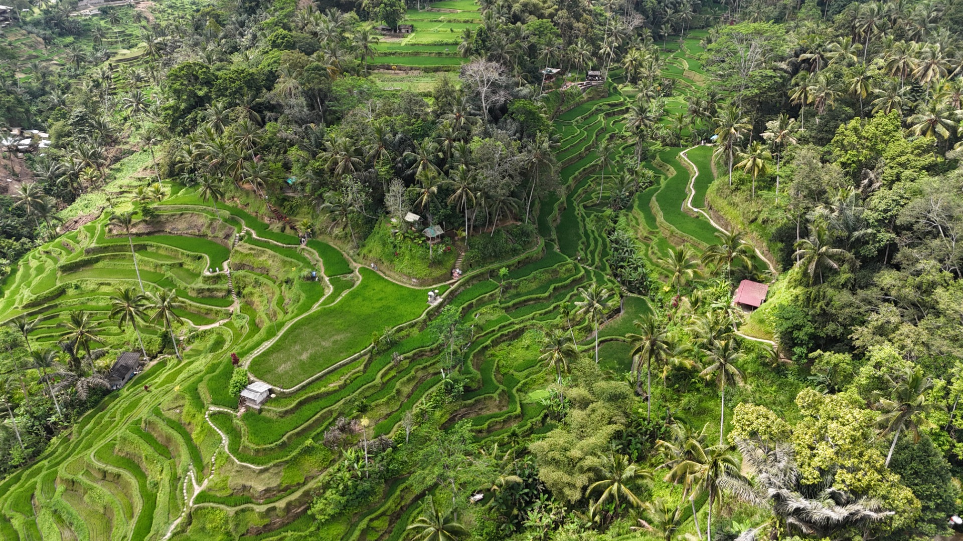 Plantações de arroz de Ubud