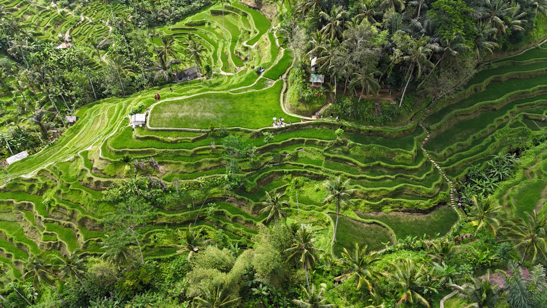 Plantações de arroz de Ubud