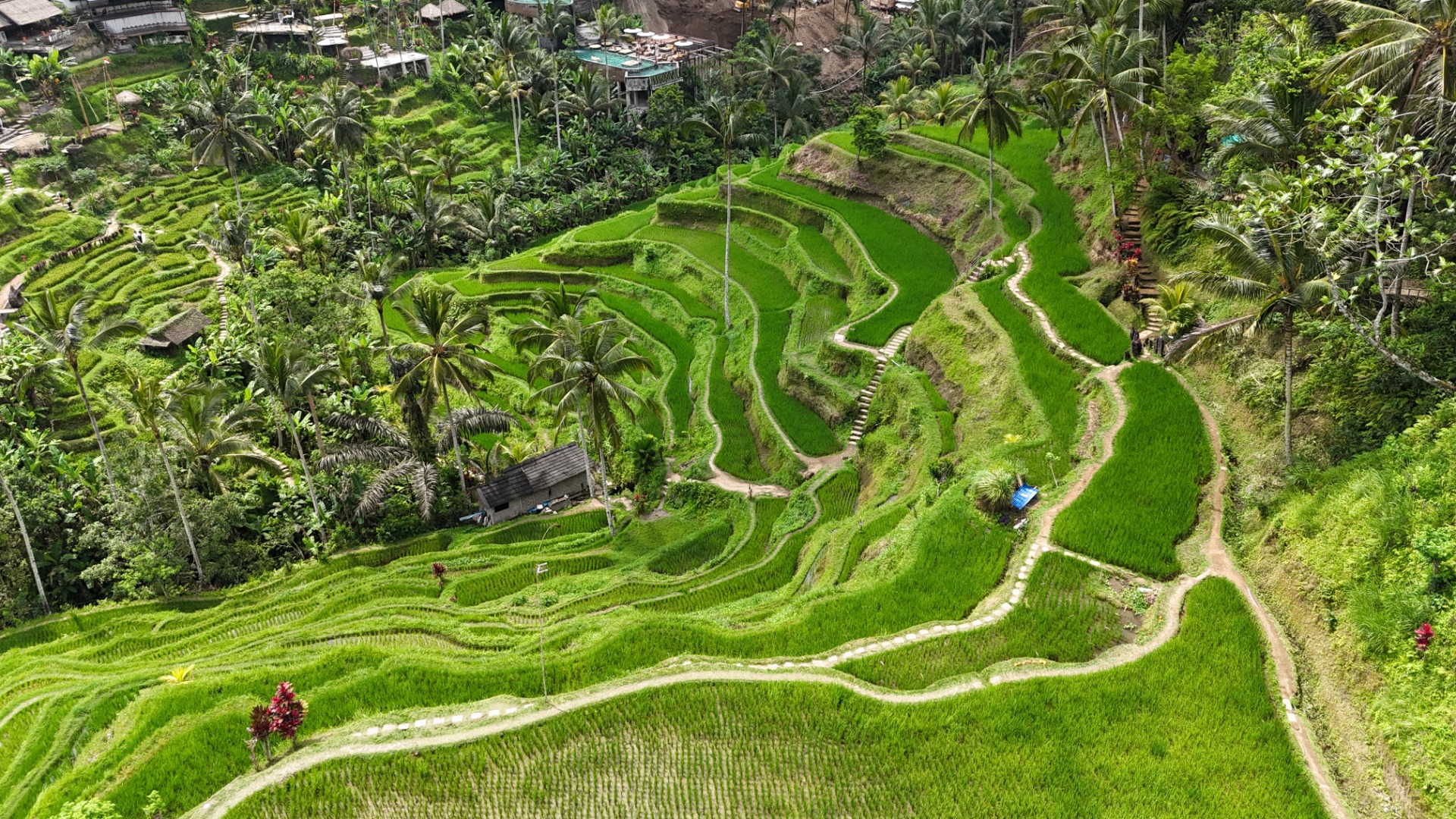 Plantações de arroz de Ubud