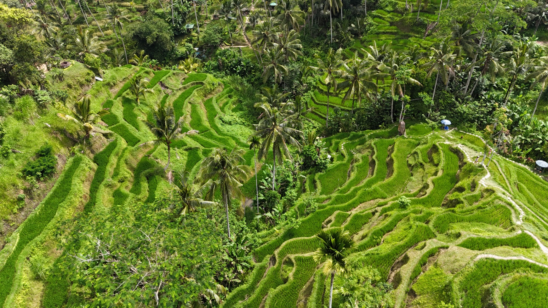Plantações de arroz de Ubud