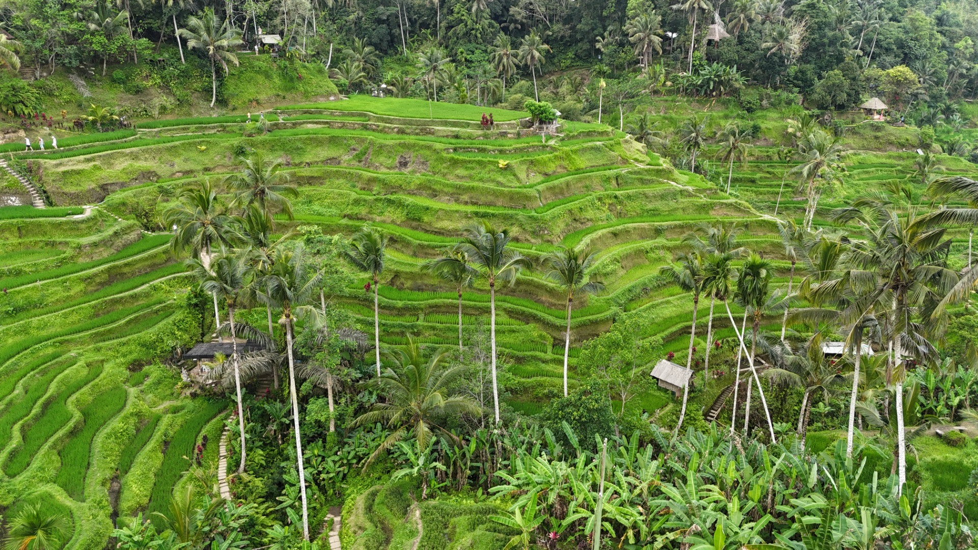 Plantações de arroz de Ubud