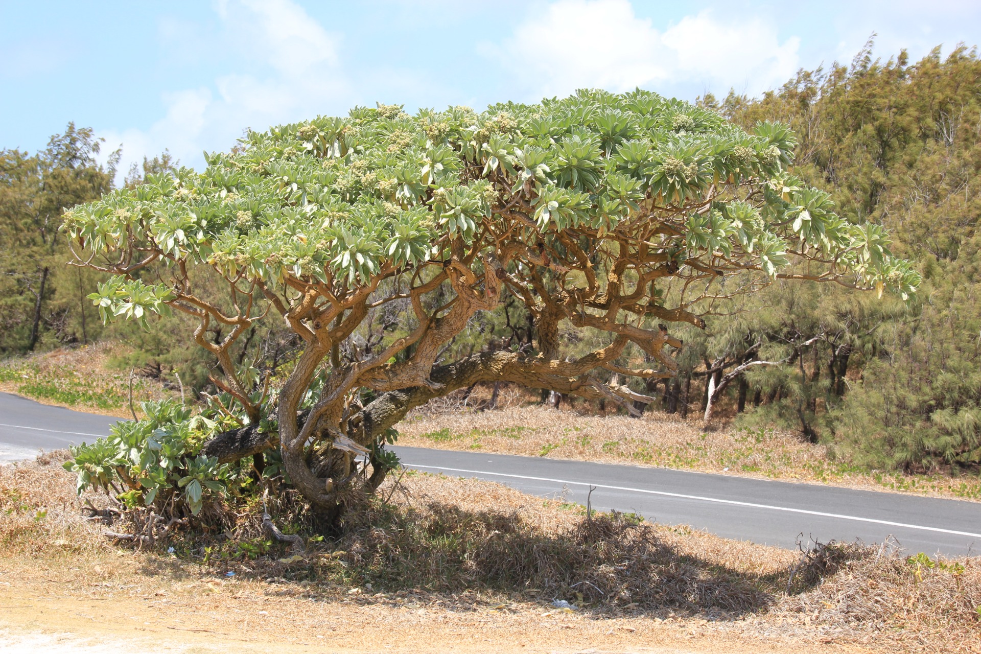 Ilhas Mauricias