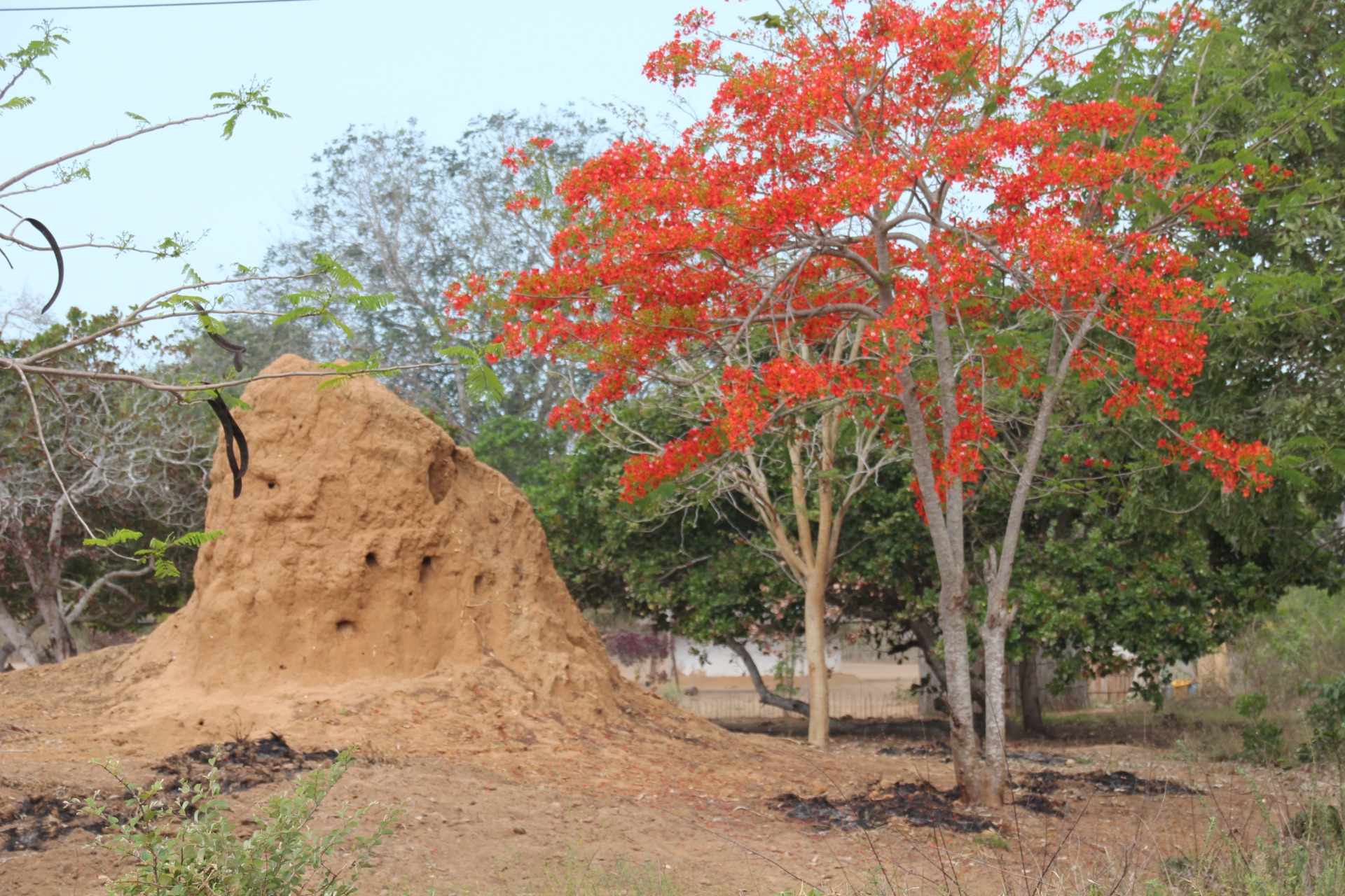 Paisagens ao longo da estrada de Inhambane a Vilanculos