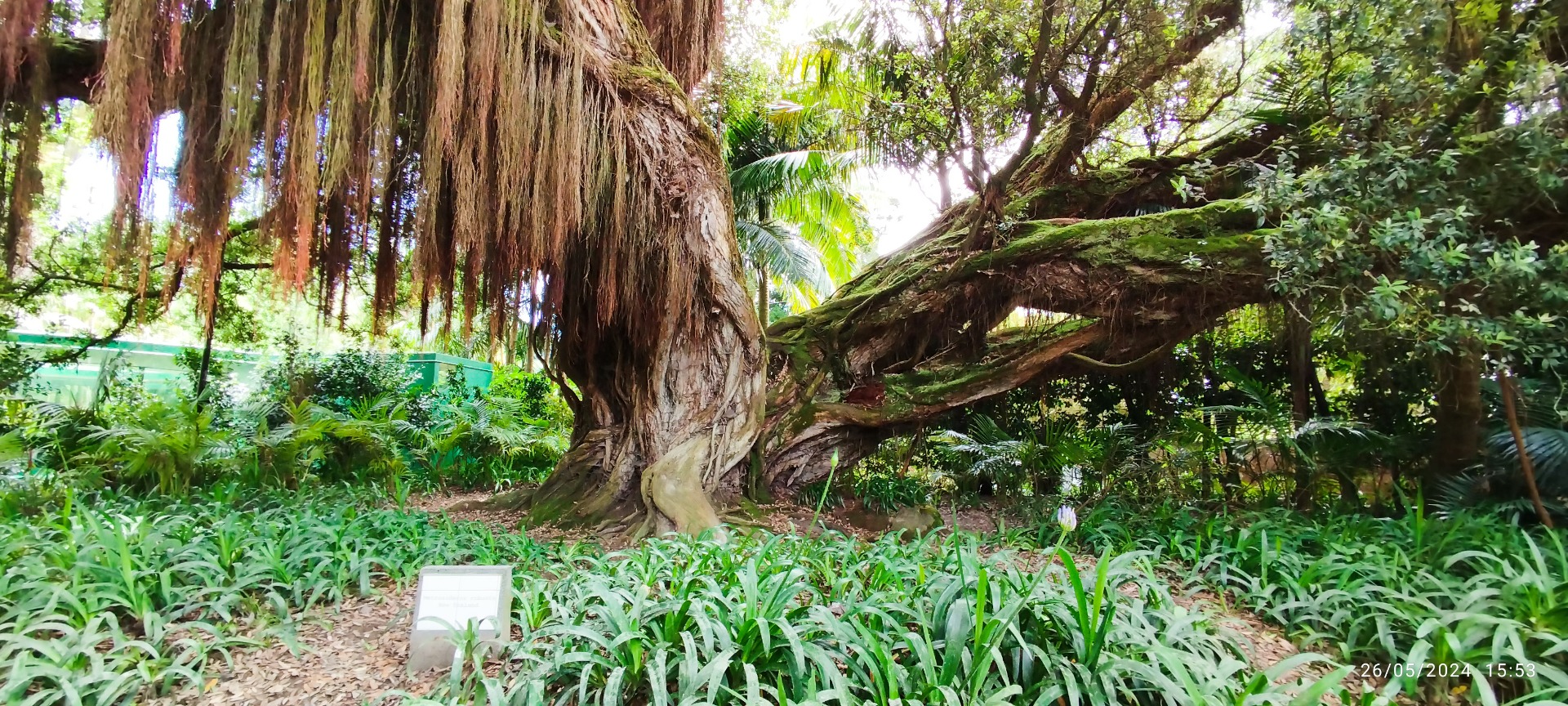 Parque Terra Nostra. Ilha de São Miguel