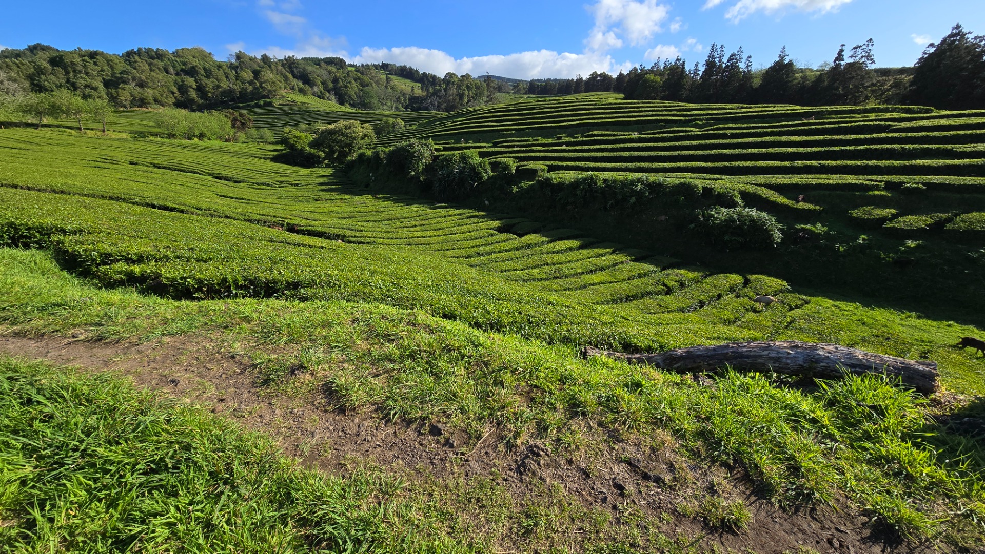Parque Terra Nostra. Ilha de São Miguel