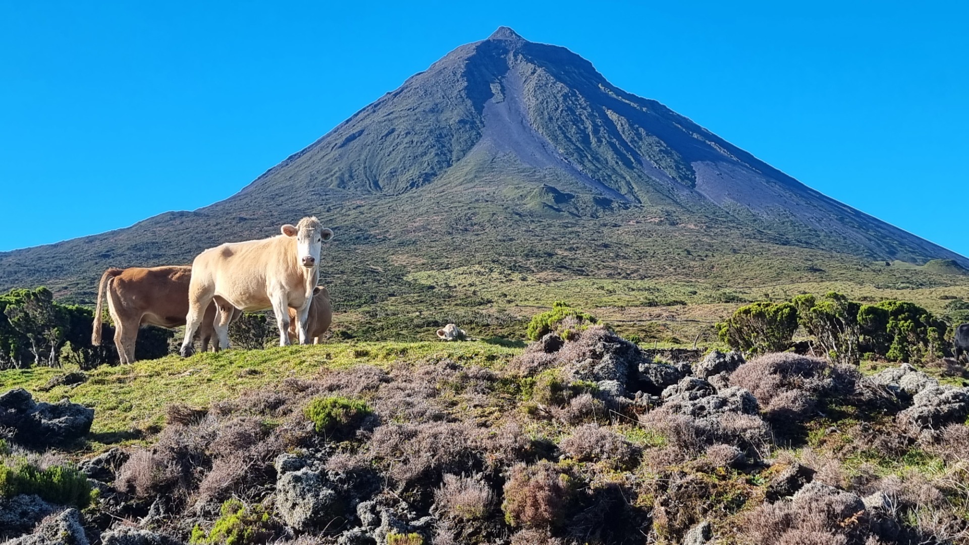 Ilha do Pico (Açores)