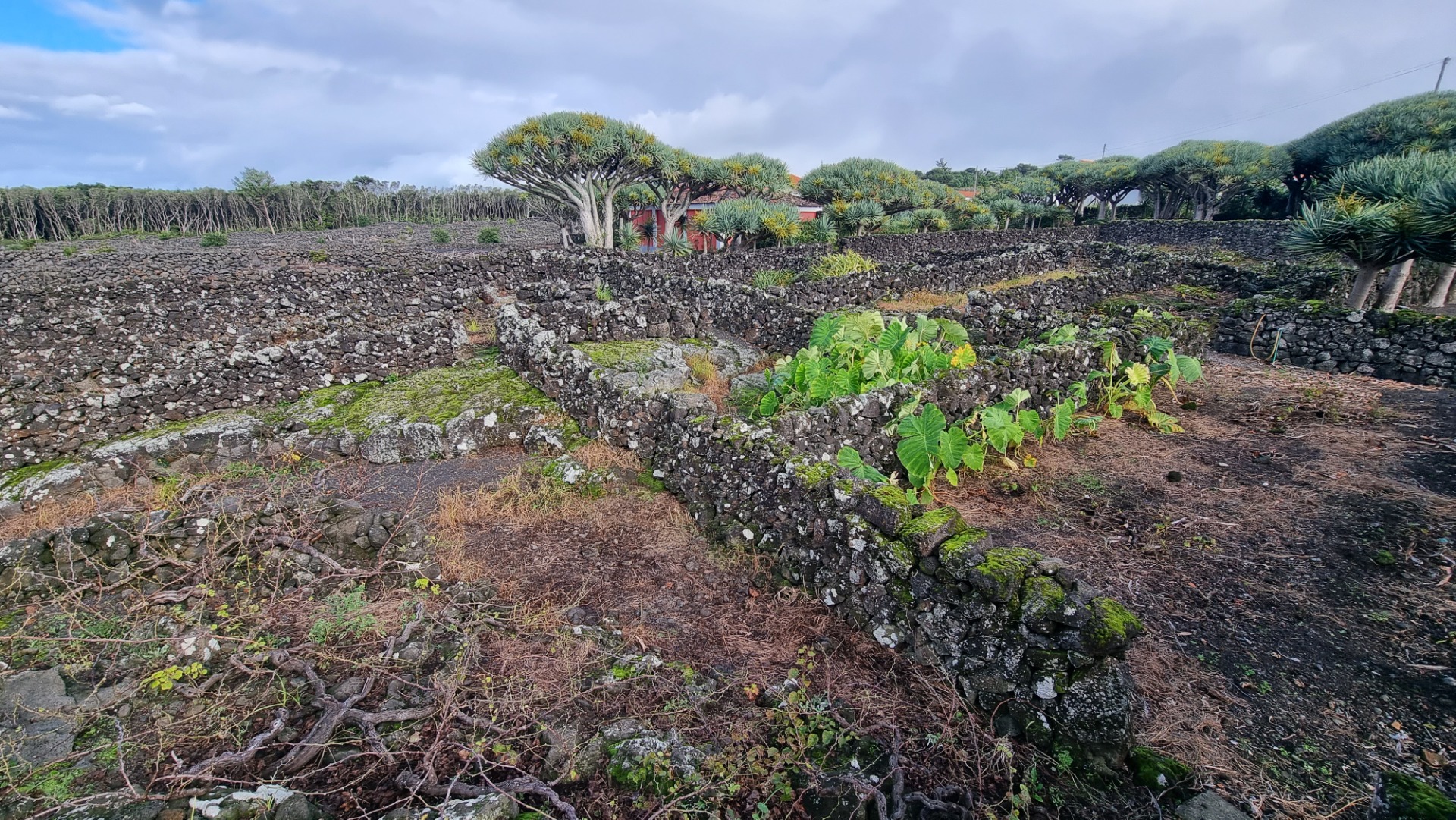 Ilha do Pico (Açores)