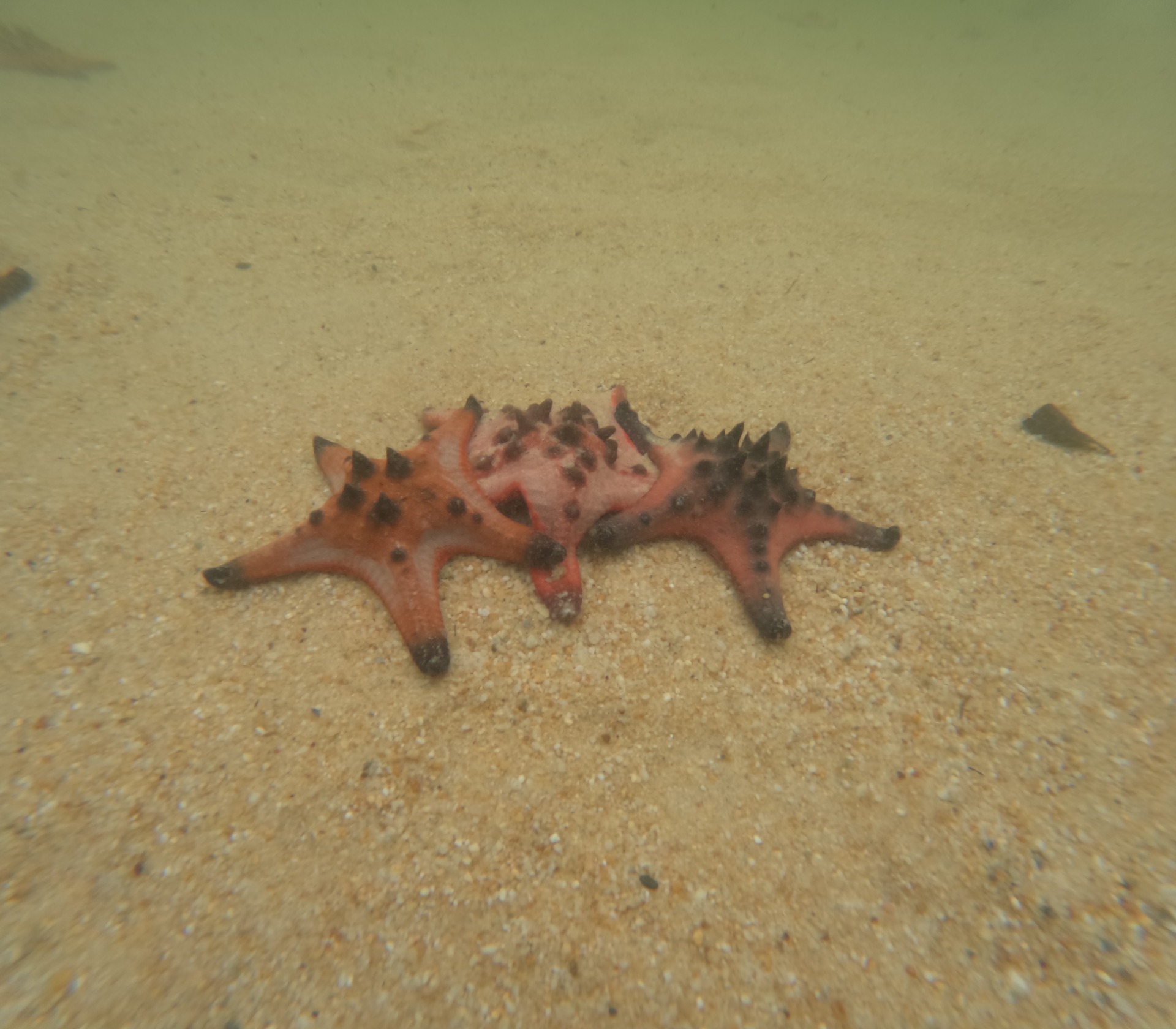 Phu Quoc - Praia das Estrelas (Star Beach)
