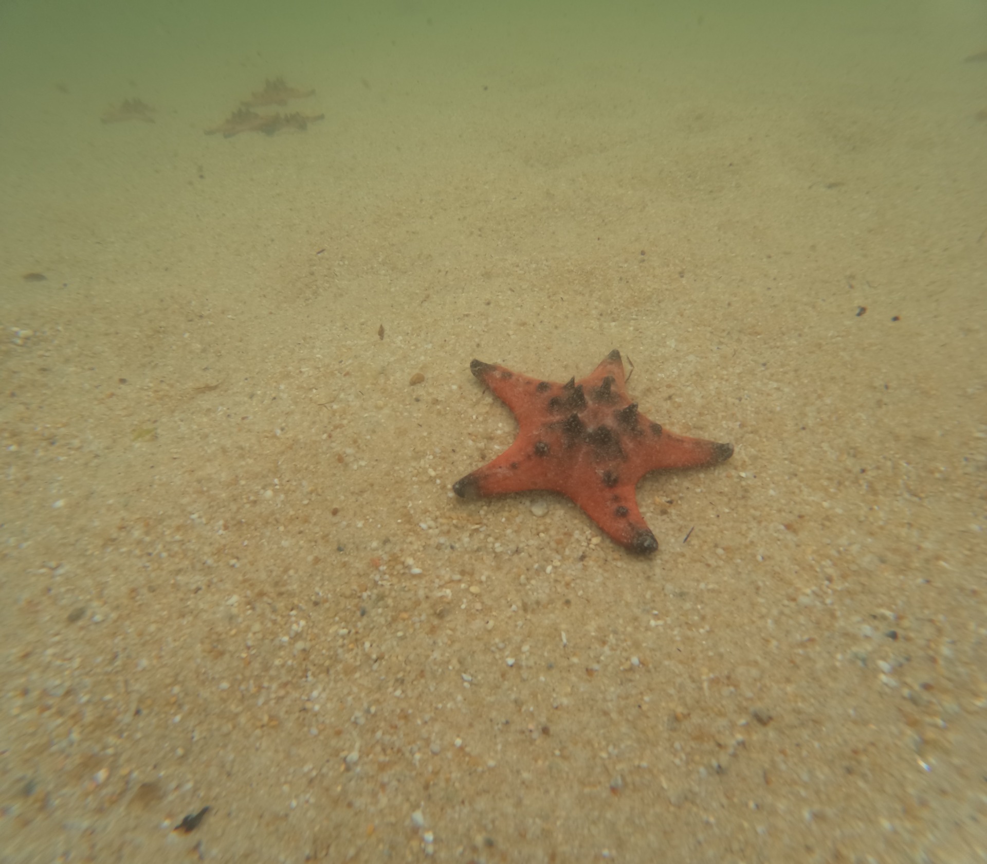 Phu Quoc - Praia das Estrelas (Star Beach)