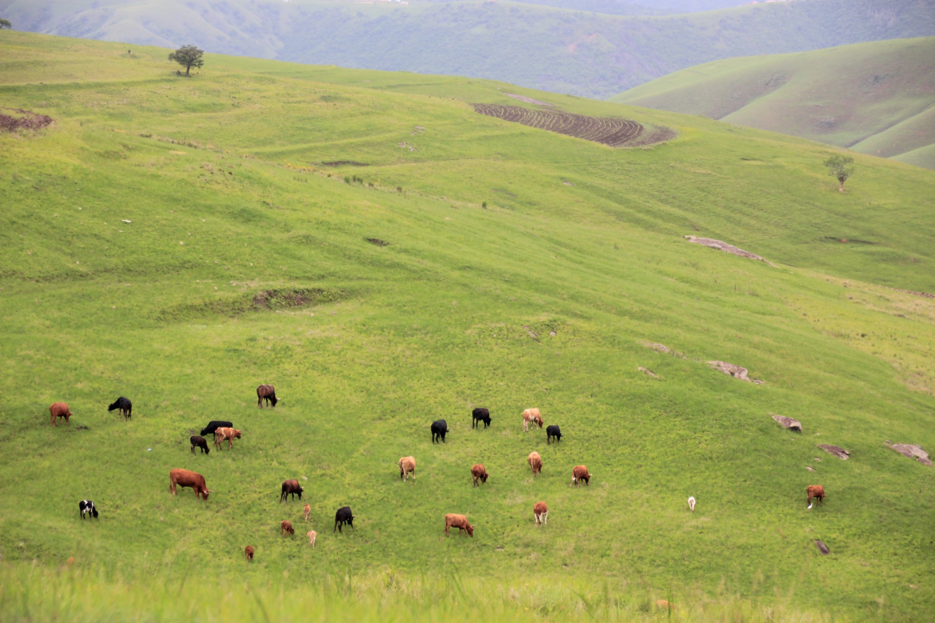 Pelas estradas de Durban a Knysna