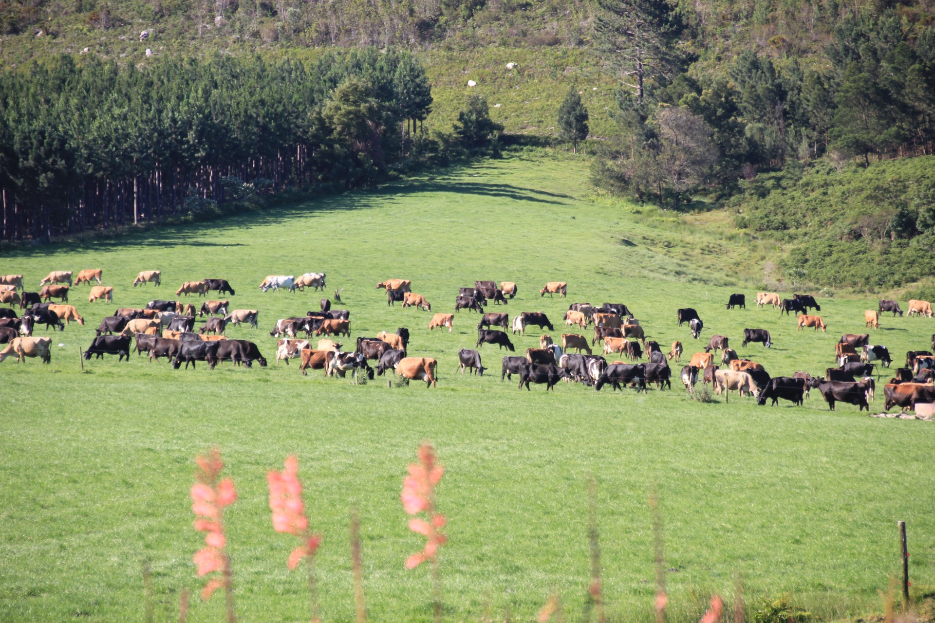 Pelas estradas de Durban a Knysna