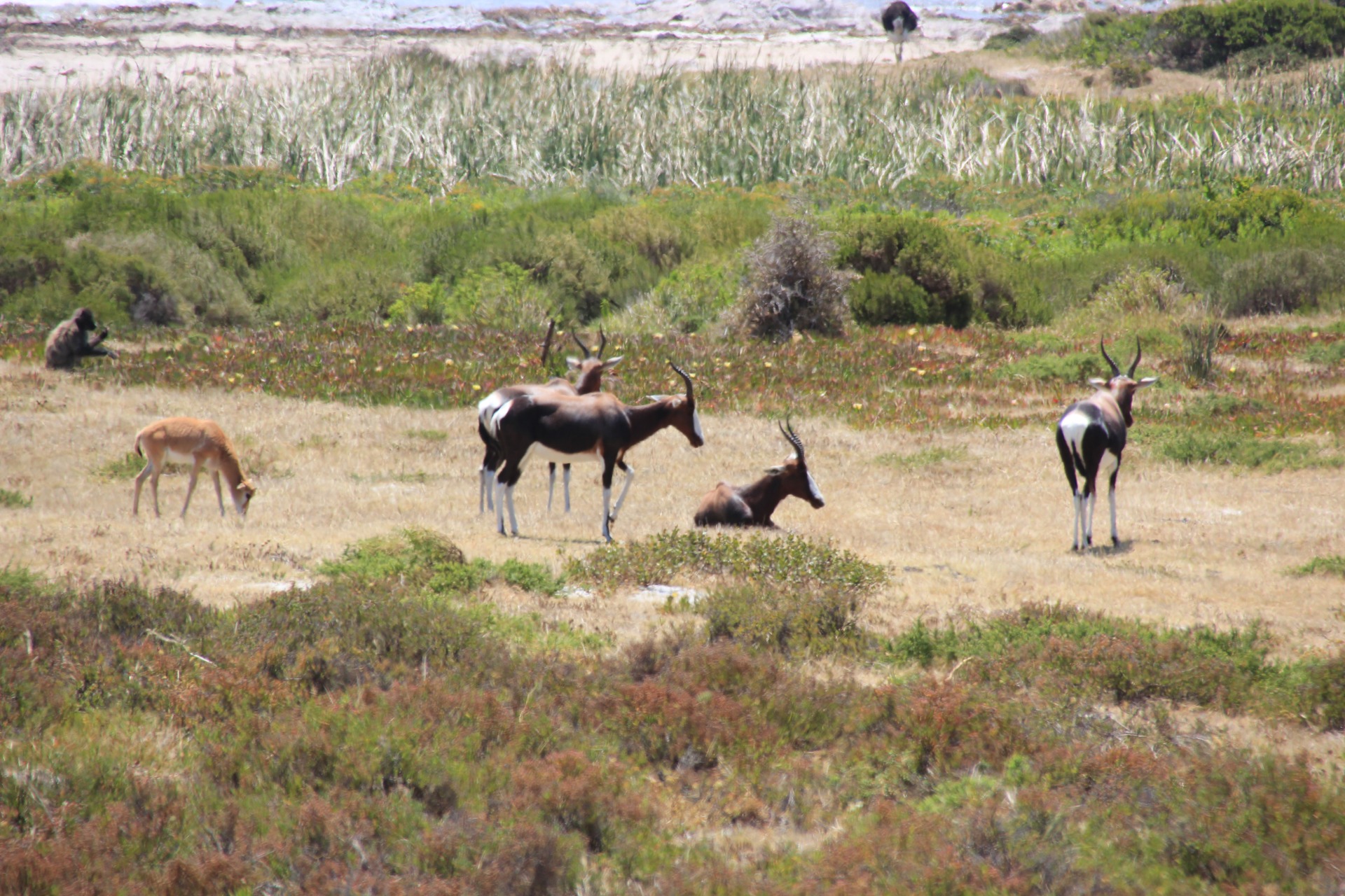 A caminho do Cabo da Boa Esperança