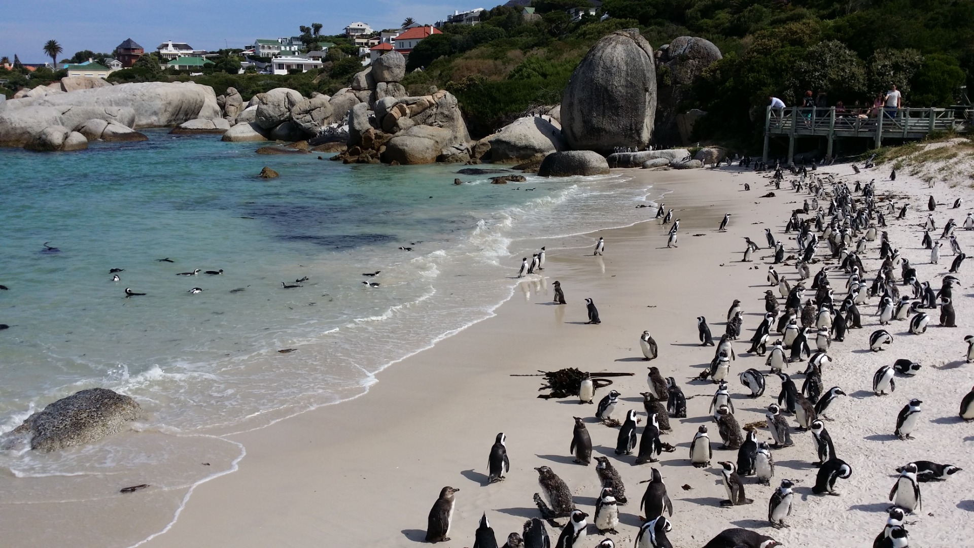 Pinguins da Boulders Beach, África do Sul