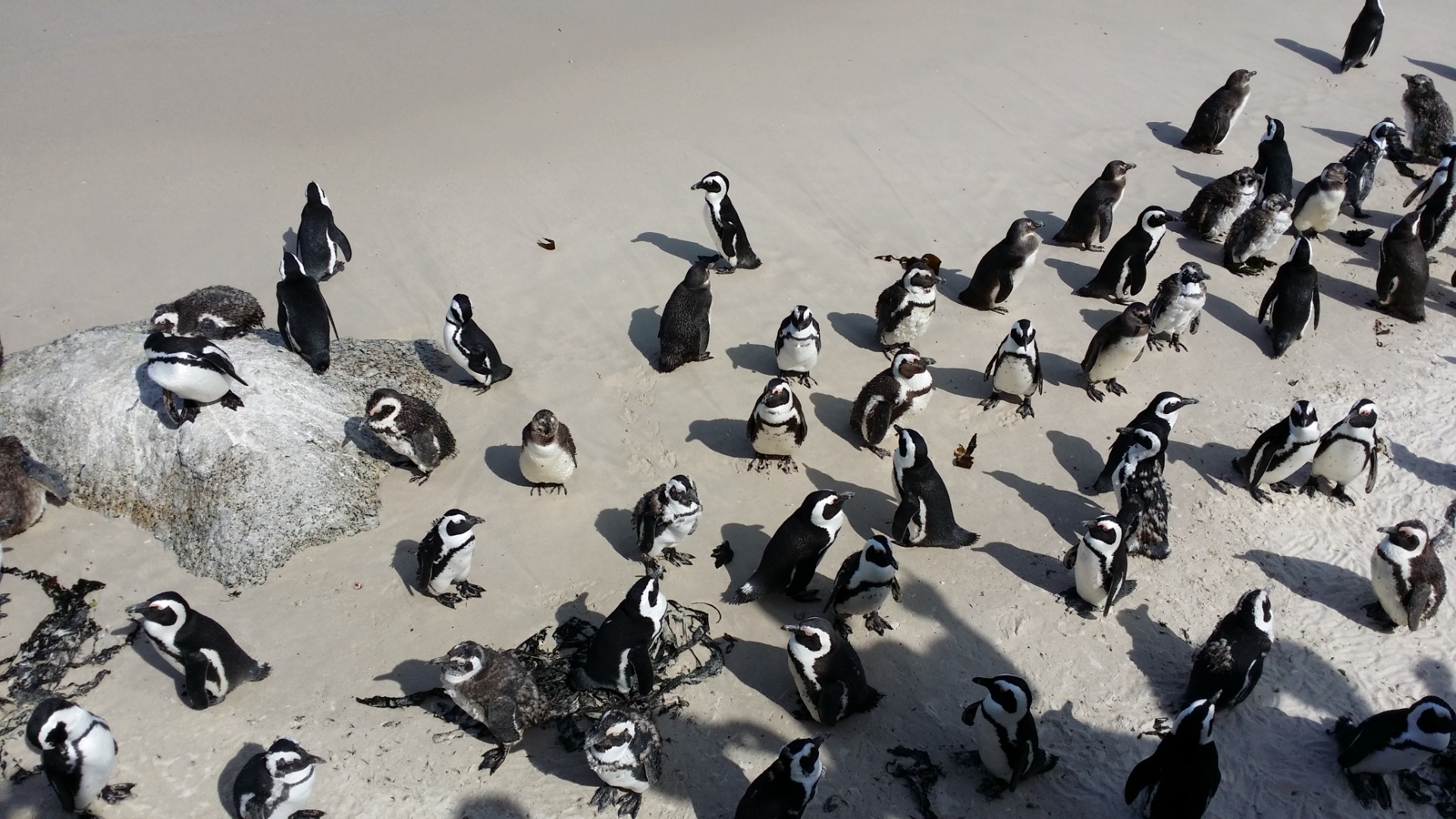 Pinguins da Boulders Beach, África do Sul