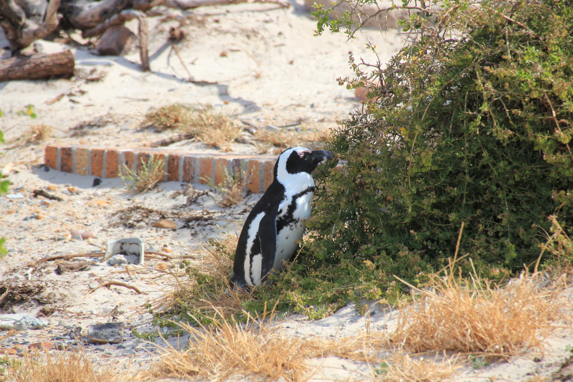 Pinguins da Boulders Beach, África do Sul