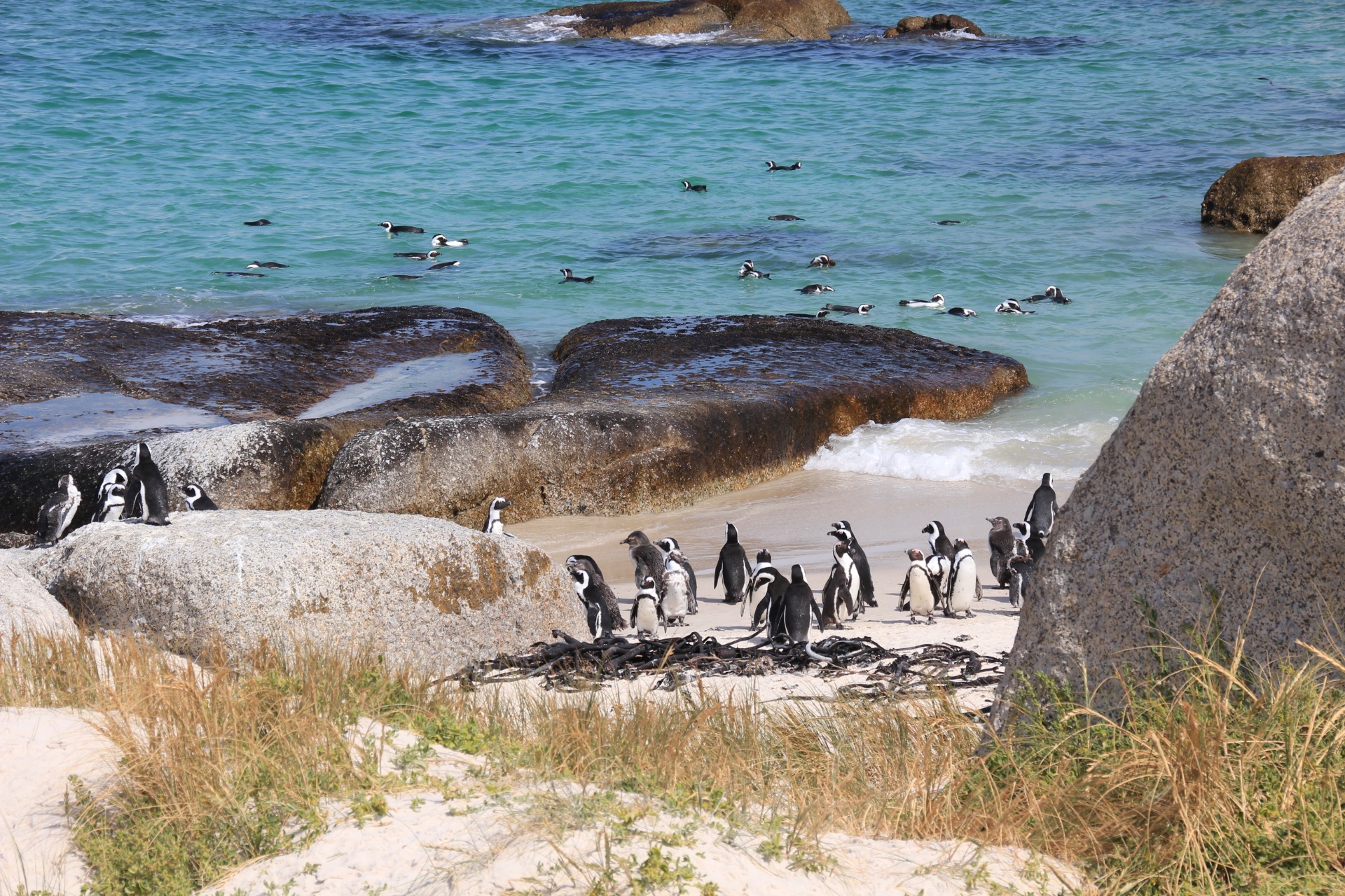 Pinguins da Boulders Beach, África do Sul