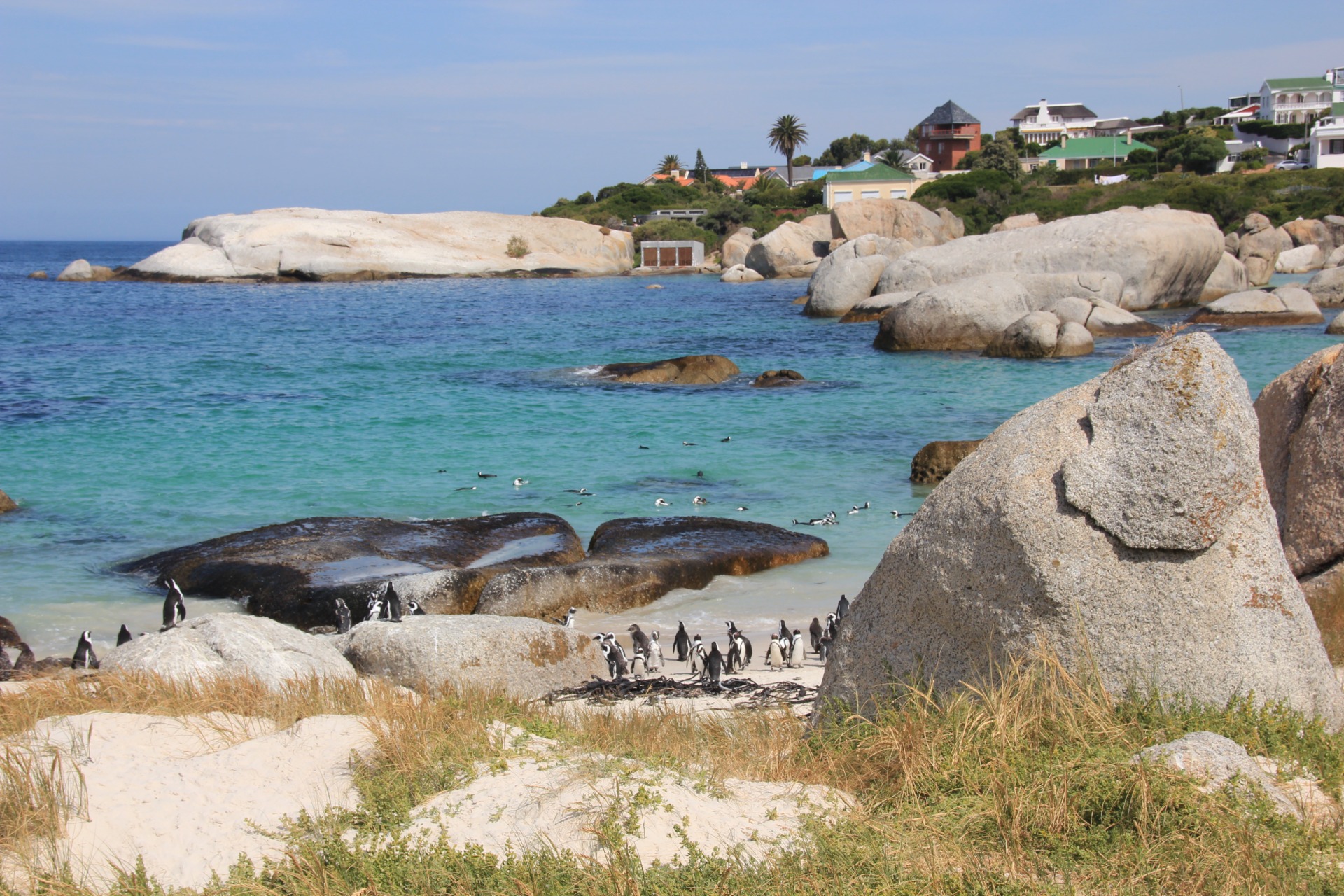 Pinguins da Boulders Beach, África do Sul