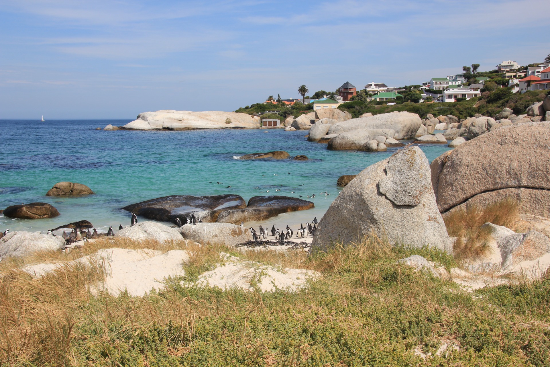 Pinguins da Boulders Beach, África do Sul