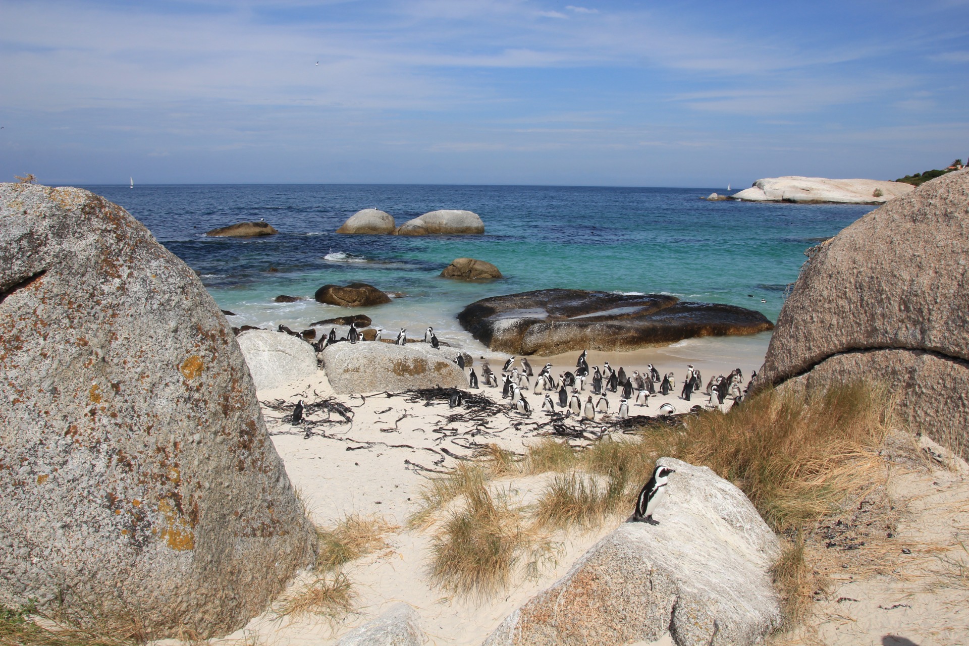 Pinguins da Boulders Beach, África do Sul