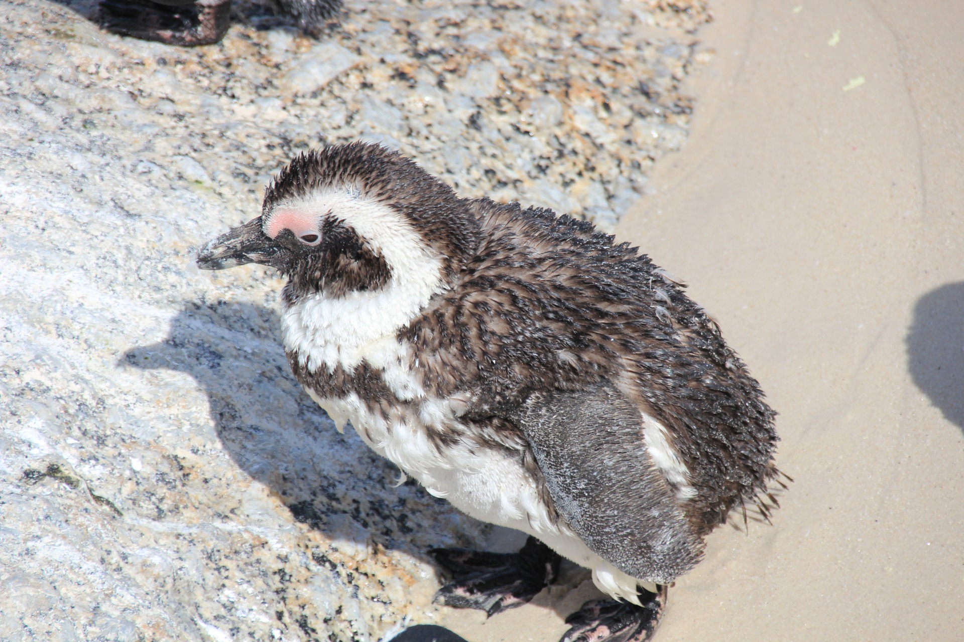 Pinguins da Boulders Beach, África do Sul