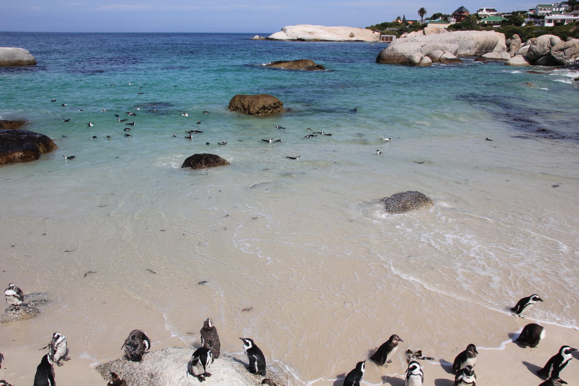 Pinguins da Boulders Beach, África do Sul