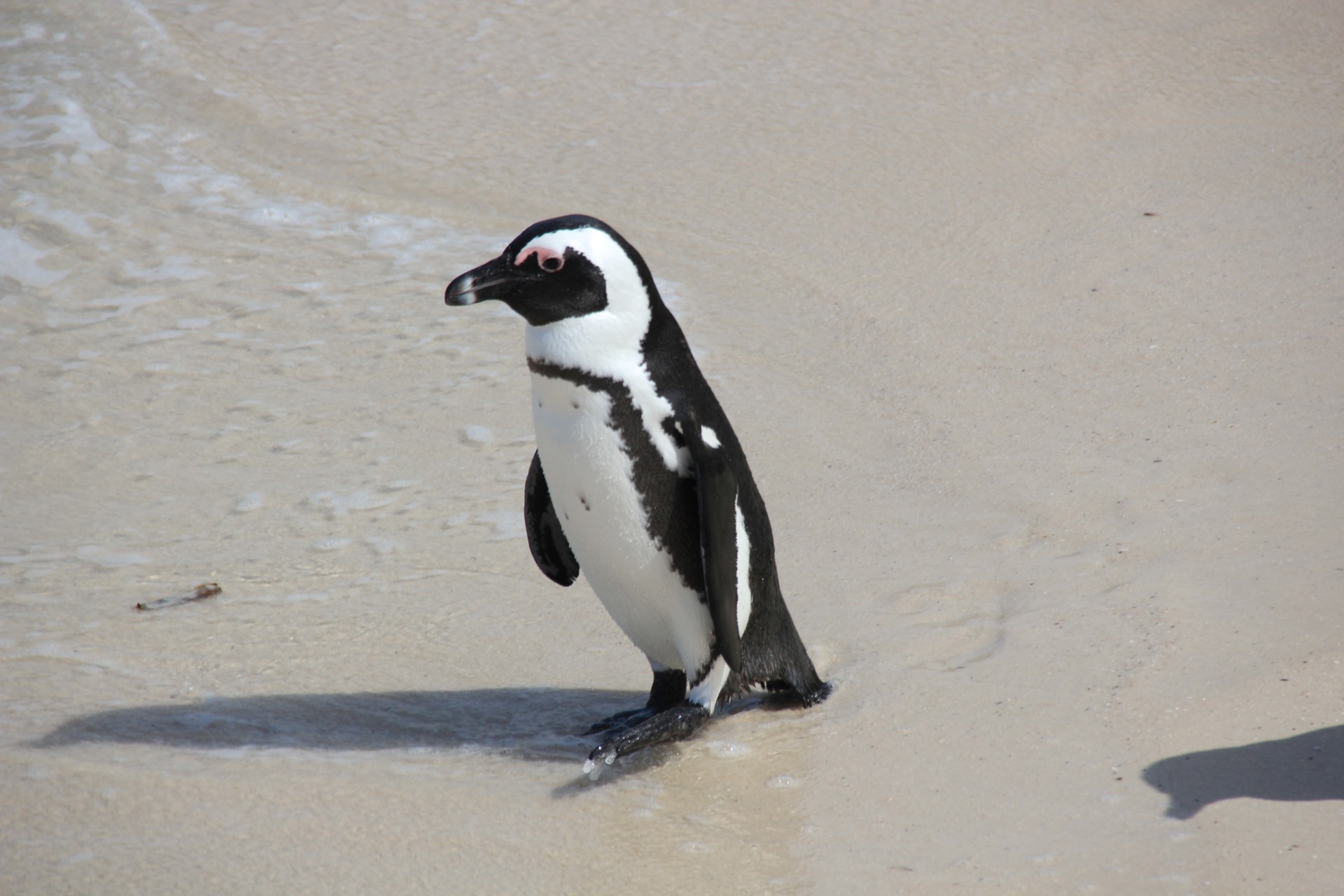 Pinguins da Boulders Beach, África do Sul