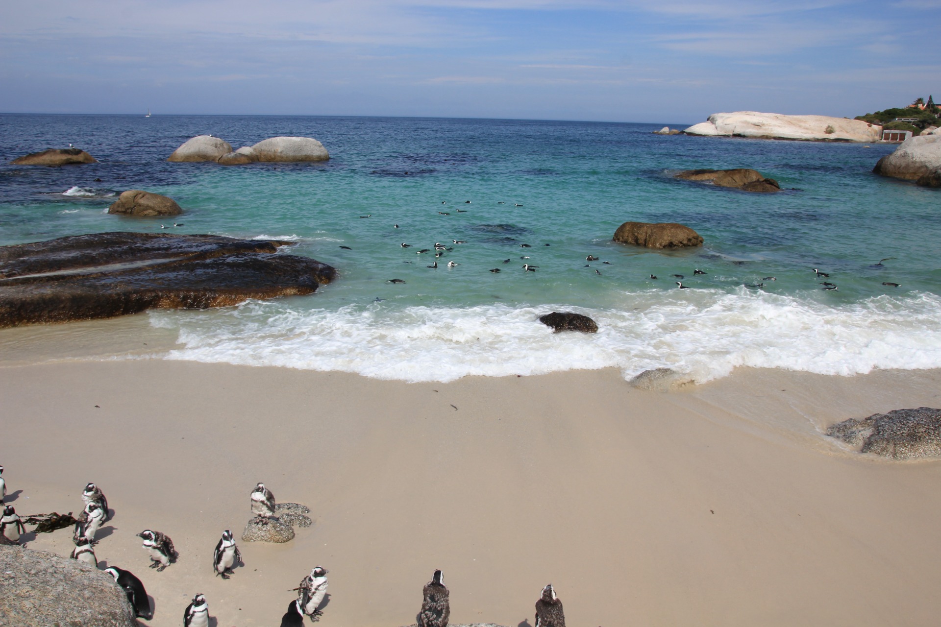 Pinguins da Boulders Beach, África do Sul