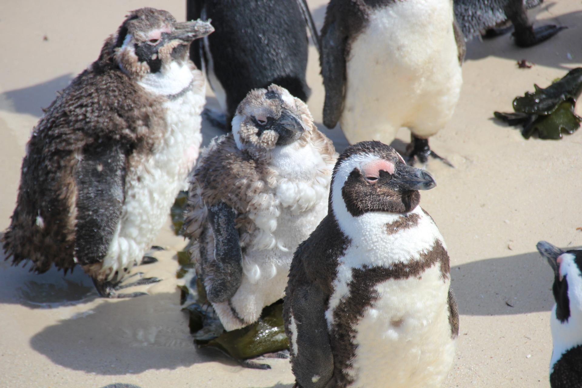 Pinguins da Boulders Beach, África do Sul