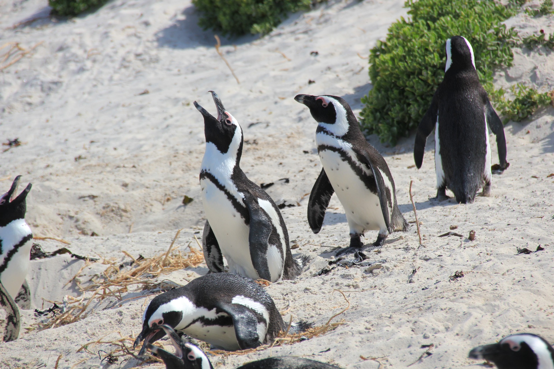 Pinguins da Boulders Beach, África do Sul