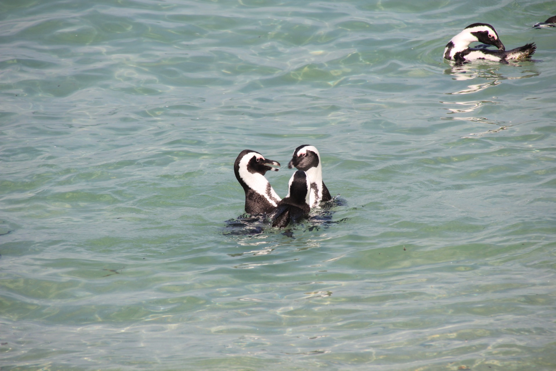Pinguins da Boulders Beach, África do Sul