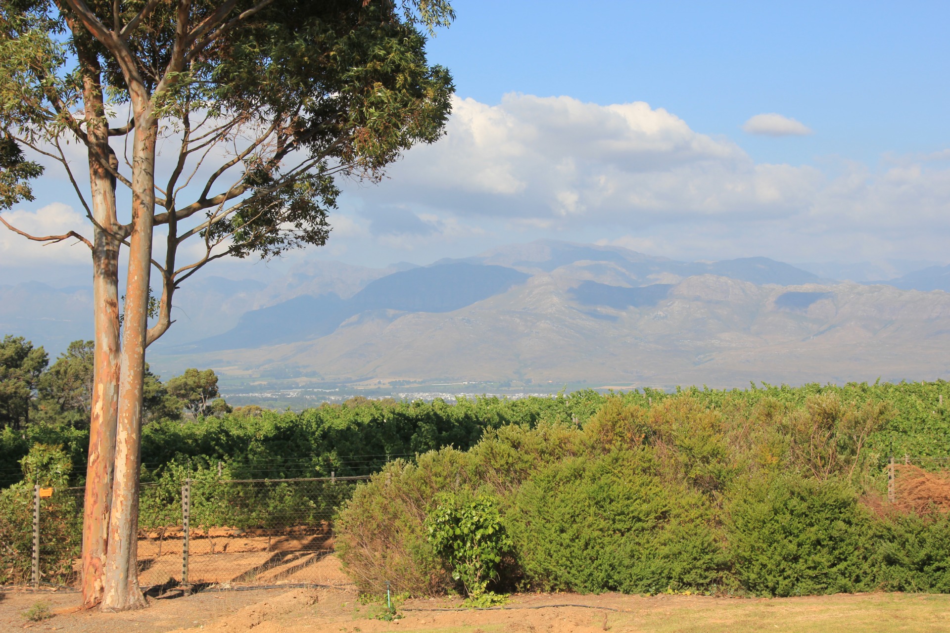 Visitando as vinhas nos arredores da Cidade do Cabo