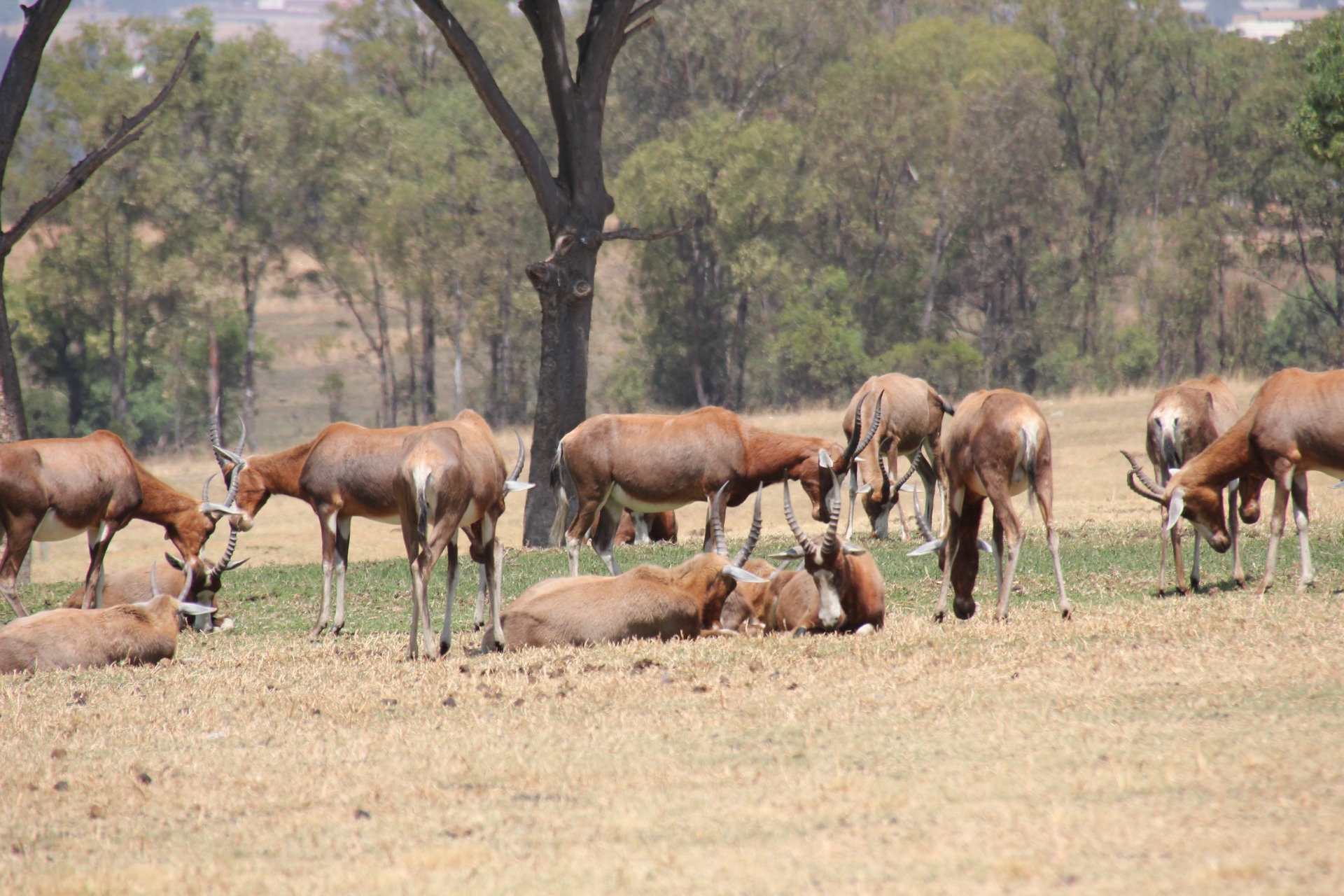 Lion Park - Joanesburgo