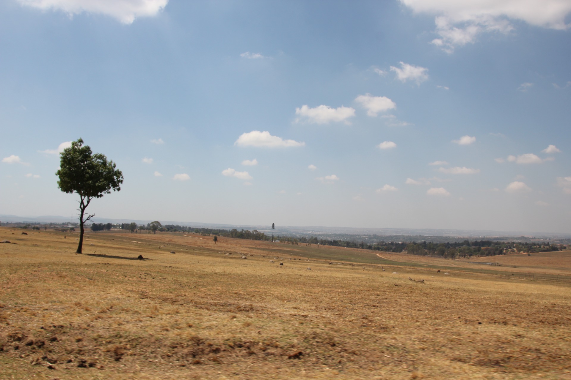Lion Park - Joanesburgo