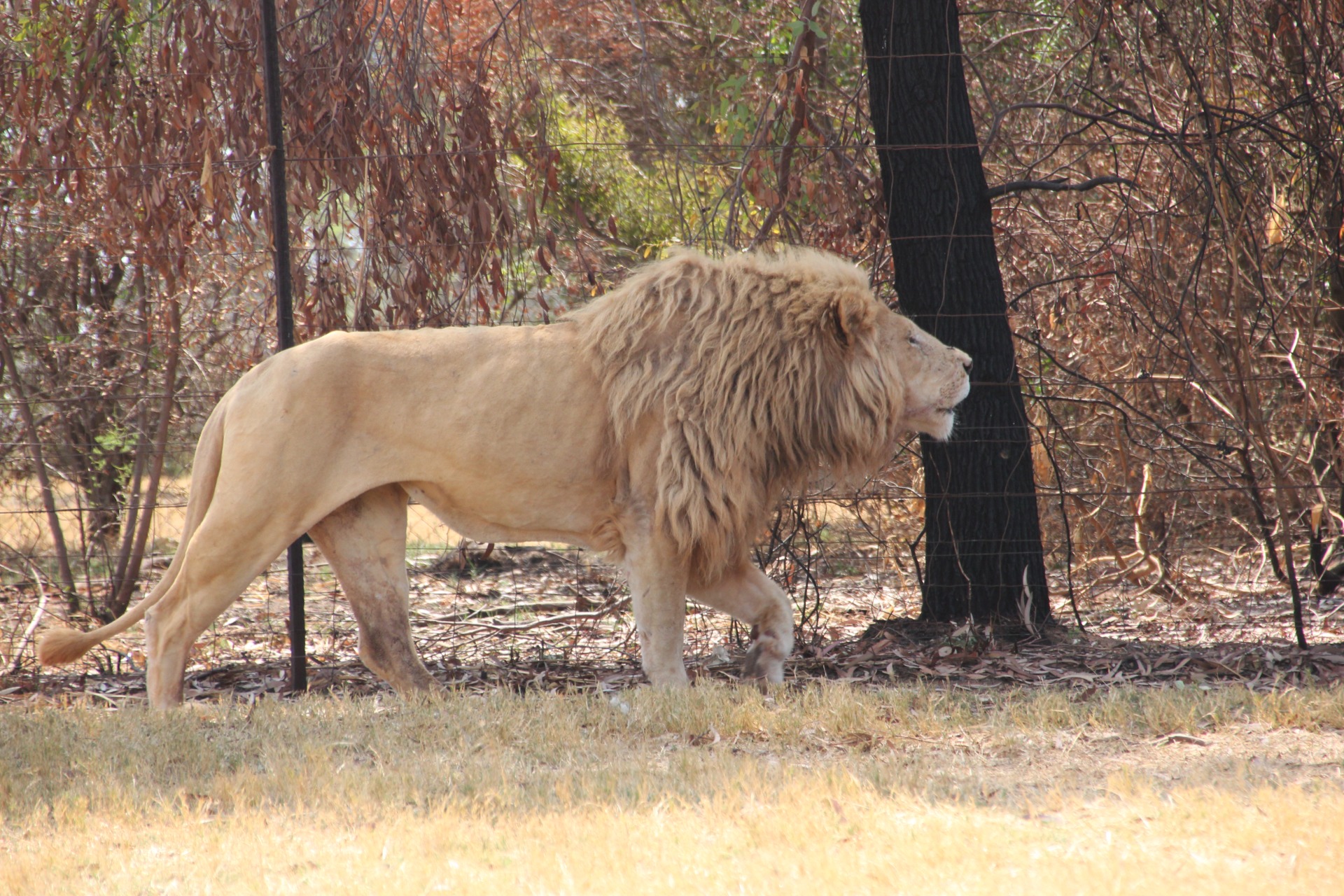 Lion Park - Joanesburgo