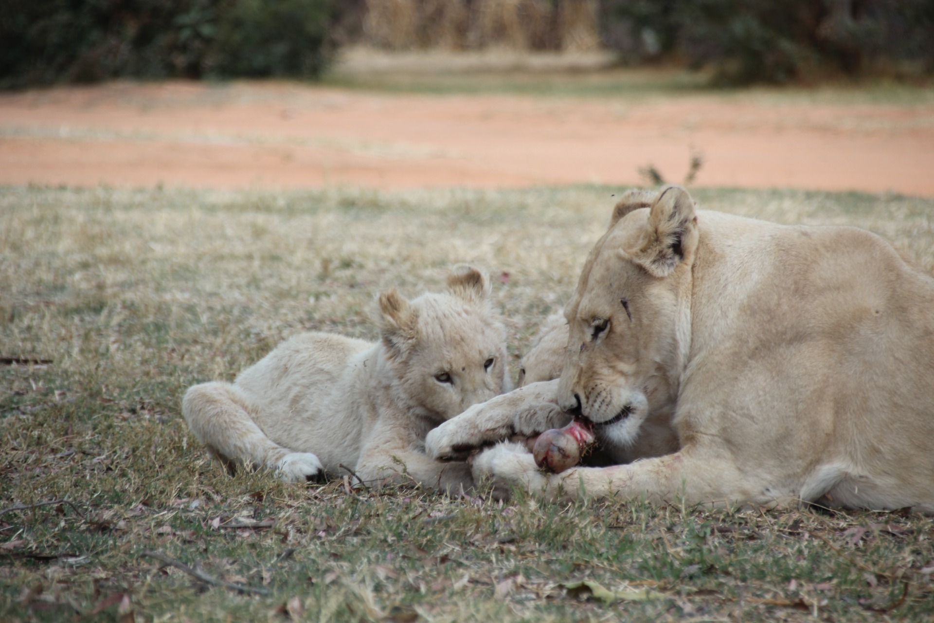 Lion Park - Joanesburgo