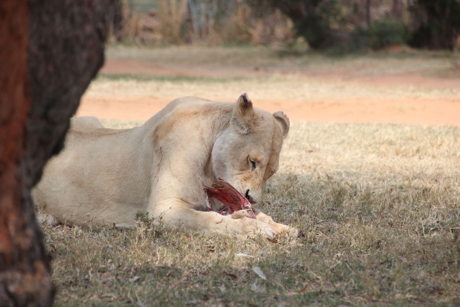 Lion Park - Joanesburgo
