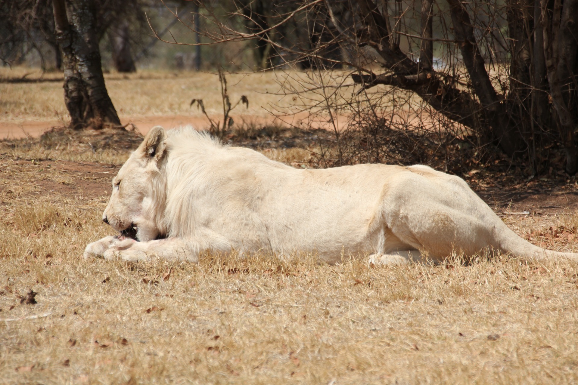 Lion Park - Joanesburgo