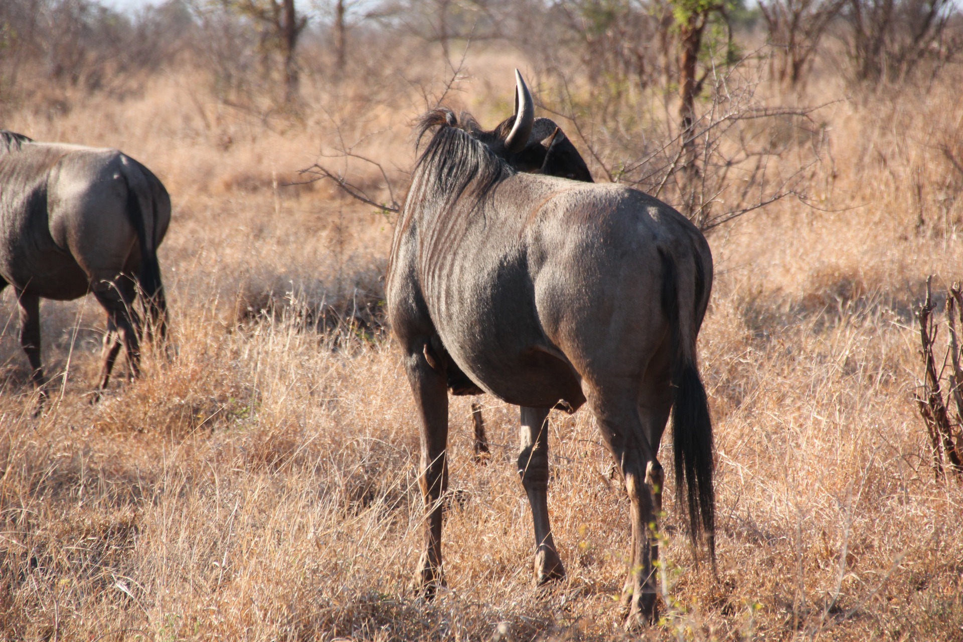 Krugger National Park