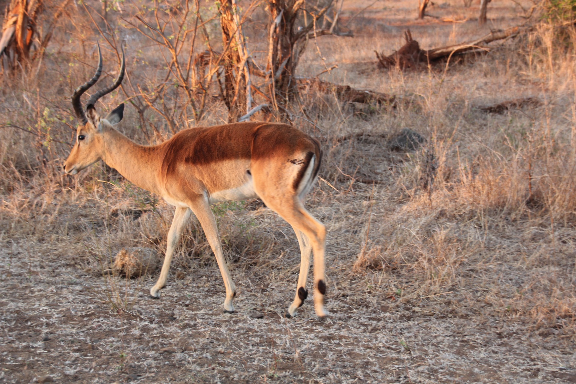 Krugger National Park