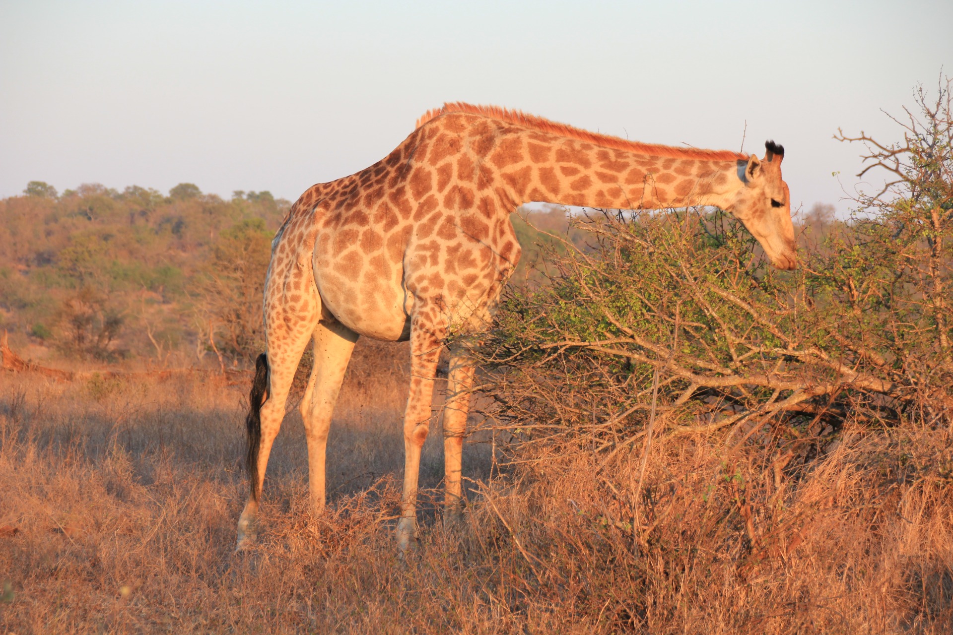 Krugger National Park