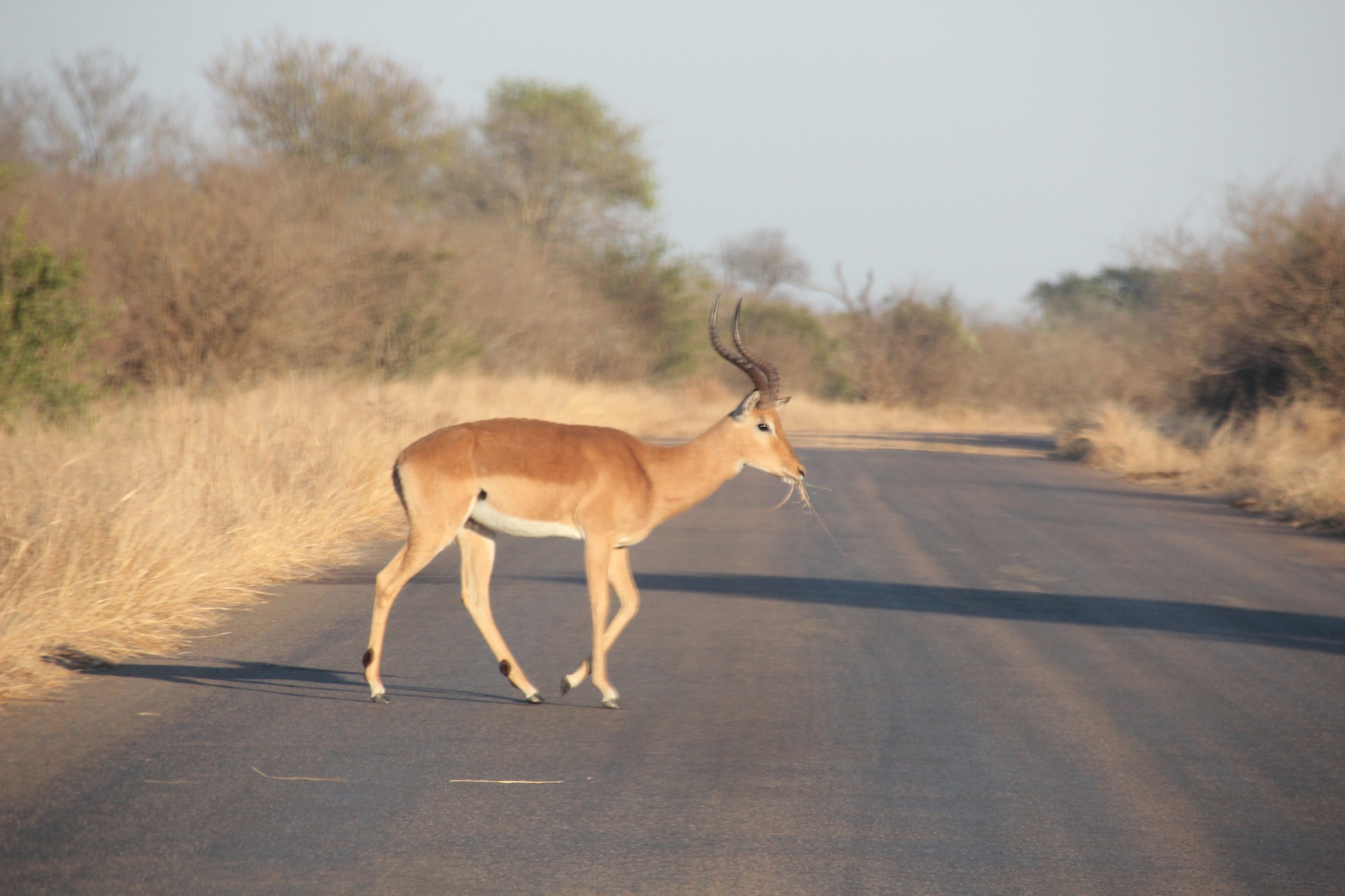 Krugger National Park