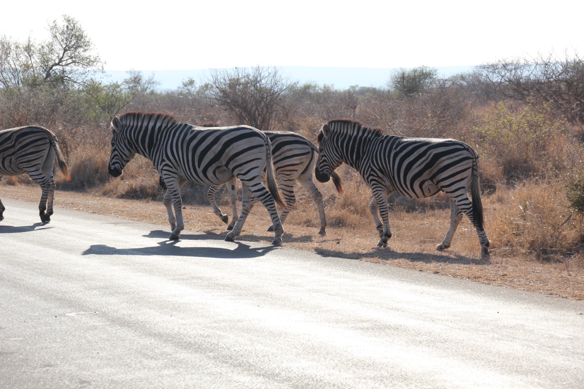 Krugger National Park